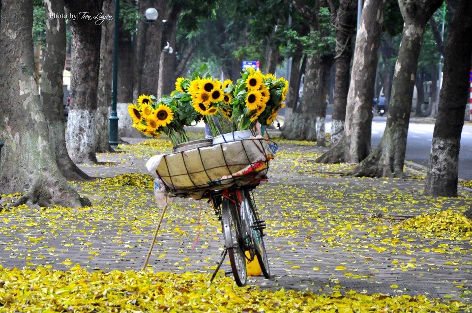 Mùa thu lá vàng rơi trên đường phố Hà Nội