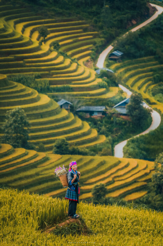 Ruộng lúa chín nhìn từ trên cao (Nguồn ảnh: Nguyễn Khánh Vũ Khoa)