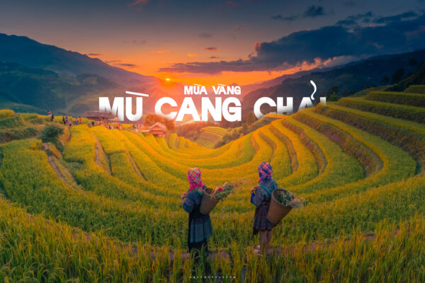 Mùa vàng Mù Cang Chải