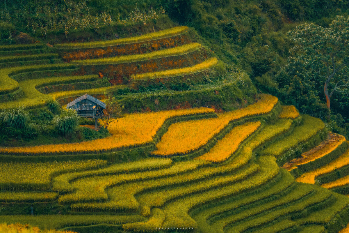 Thời điểm lý tưởng để du lịch Mù Cang Chải mùa vàng (Nguồn ảnh: Nguyễn Khánh Vũ Khoa)