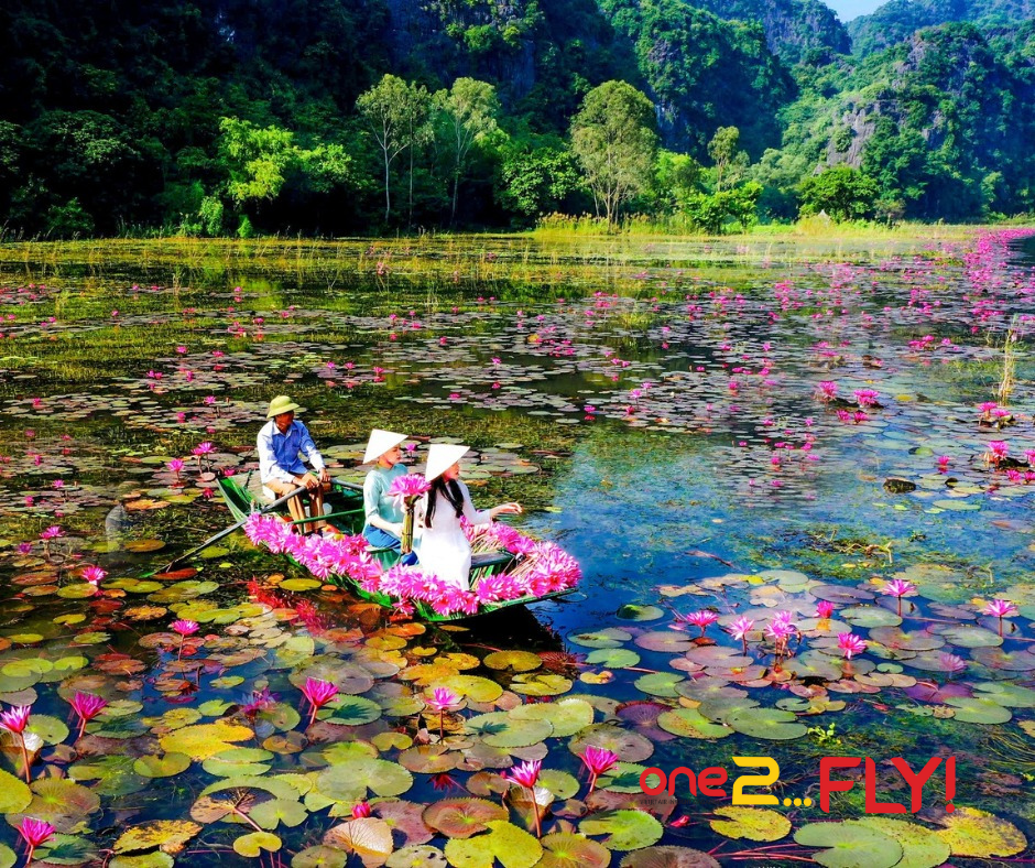 Mùa hoa súng Ninh Bình - Bức tranh thiên nhiên thanh bình và rực rỡ