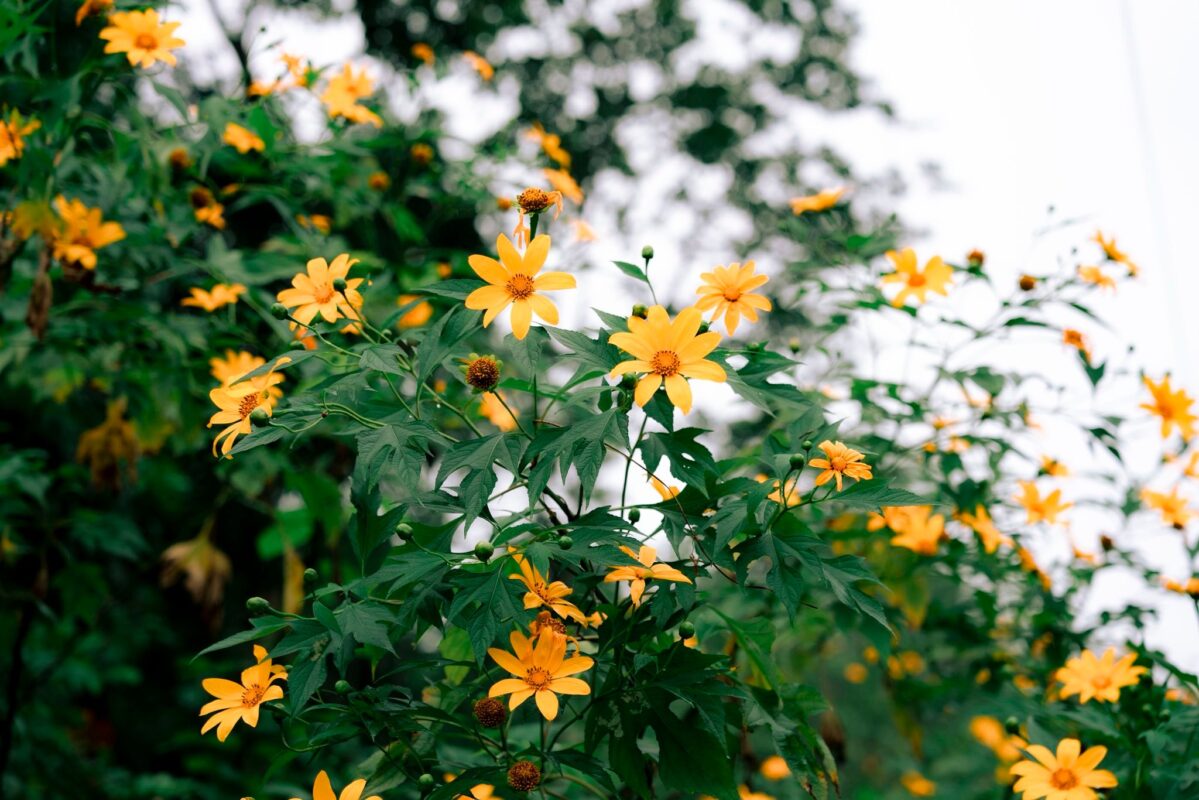 Mùa hoa dã quỳ Ba Vì – Thời điểm đẹp nhất để “săn” sắc vàng cuối năm