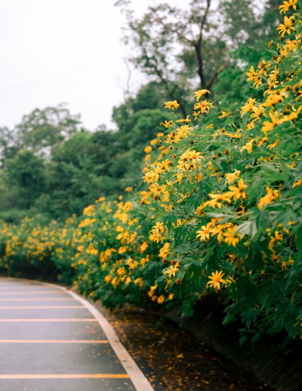 Những địa điểm chụp ảnh đẹp trong mùa hoa dã quỳ Ba Vì