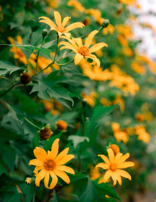 Mùa hoa bung nở rộ, trải một màu vàng tươi rực rỡ khắp các con đường