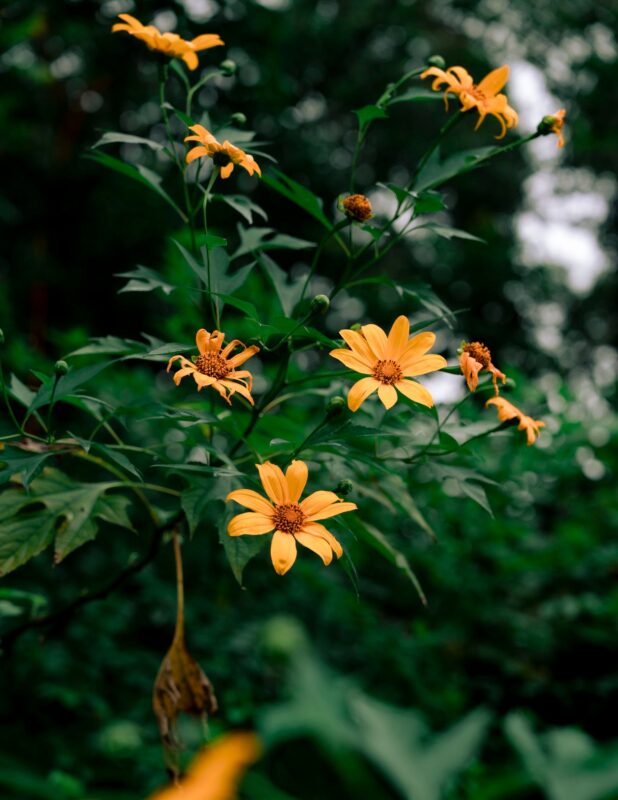 Kinh nghiệm đi săn dã quỳ ở Ba Vì