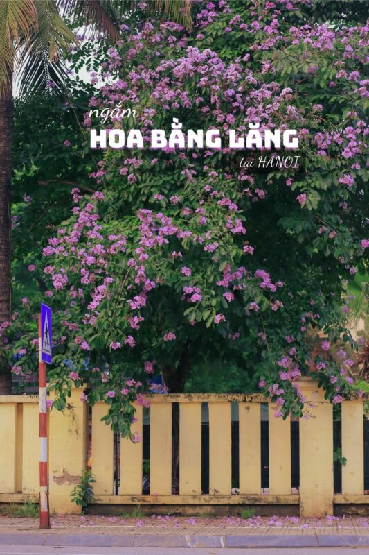 Hà Nội mùa bằng lăng bắt đầu từ khi nào?
