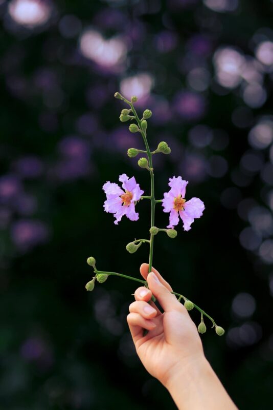 Hà Nội đẹp hơn trong sắc tím mùa hè